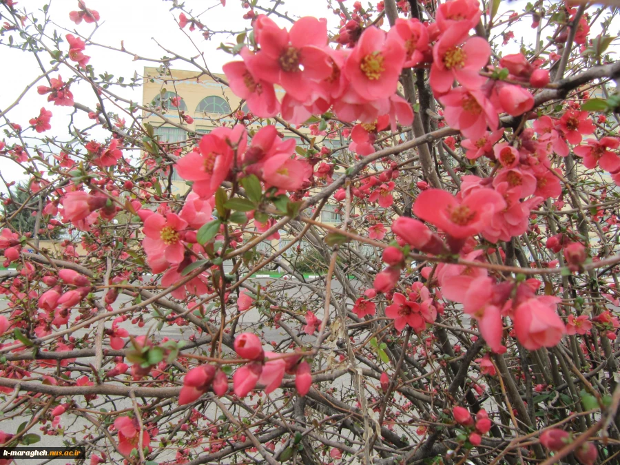 بهار 98 در آموزشکده 6