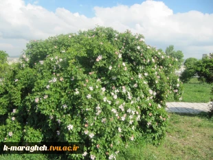 بهار 98 در آموزشکده 6