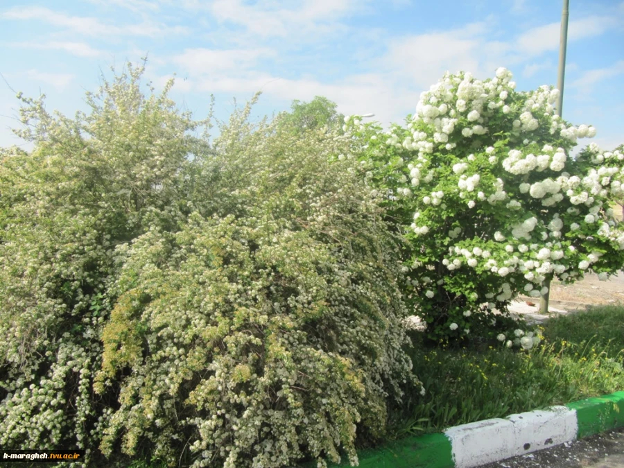 بهار 98 در آموزشکده 3