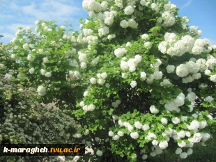 بهار 98 در آموزشکده 9