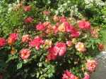 بهار 98 در آموزشکده 5