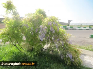 بهار 98 در آموزشکده 10