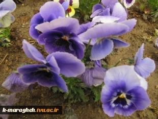 بهار 98 در آموزشکده 13