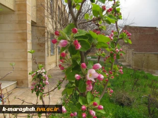 بهار 98 در آموزشکده 11