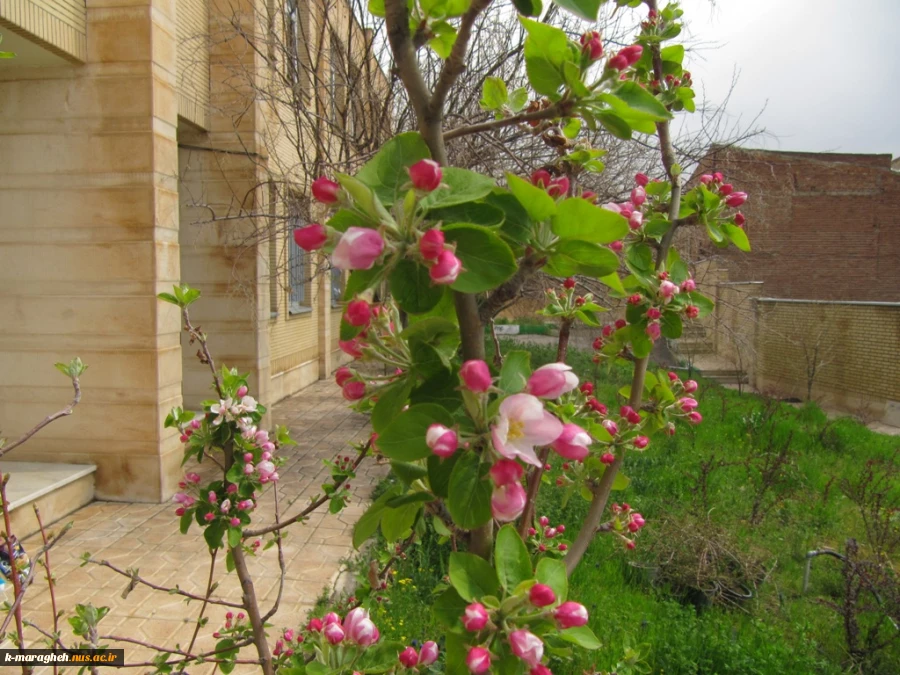بهار 98 در آموزشکده 11