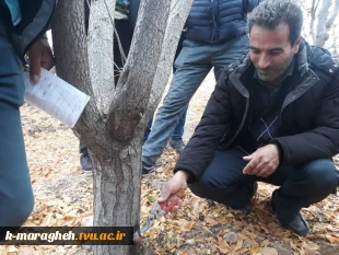 بازدید علمی دانشجویان رشته امور باغی از باغات مراغه 4