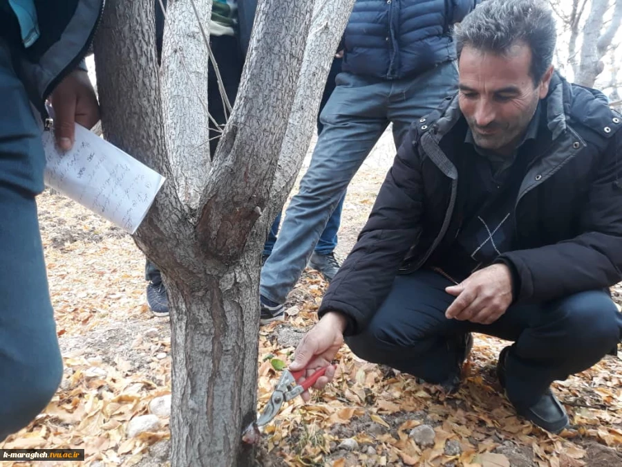 بازدید علمی دانشجویان رشته امور باغی از باغات مراغه 4
