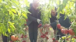 آغاز برداشت از گلخانه دانشکده فنی و کشاورزی مراغه  2