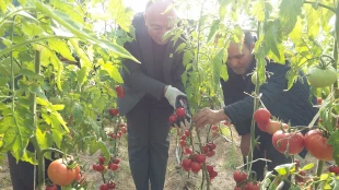 آغاز برداشت از گلخانه دانشکده فنی و کشاورزی مراغه  2