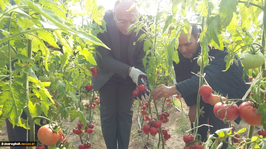 آغاز برداشت از گلخانه دانشکده فنی و کشاورزی مراغه  2