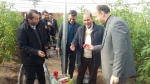 آغاز برداشت از گلخانه دانشکده فنی و کشاورزی مراغه  5