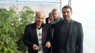 آغاز برداشت از گلخانه دانشکده فنی و کشاورزی مراغه  8