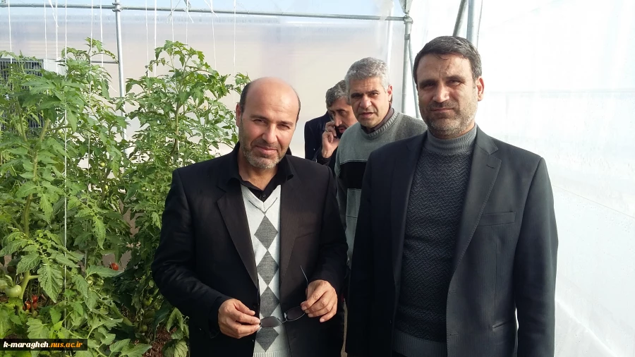 آغاز برداشت از گلخانه دانشکده فنی و کشاورزی مراغه  8