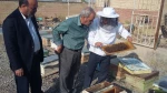 آغاز برداشت عسل از کندوهای واحد زنبورداری آموزشکده فنی و کشاورزی مراغه 6