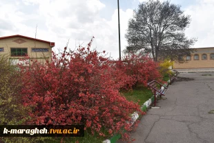 بهار در دانشکده فنی و کشاورزی مراغه 5