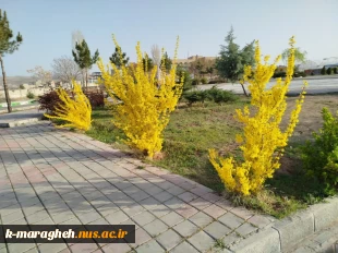 آموزشکده در آغوش طبیعت؛ شکوفایی گل‌ها و درختچه‌ها در فضای علمی 9