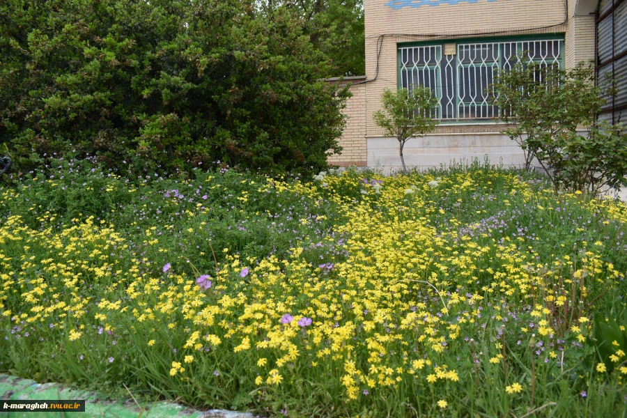 فضای علمی؛ آراسته به زیبایی طبیعت: چشم‌انداز آموزشکده 4