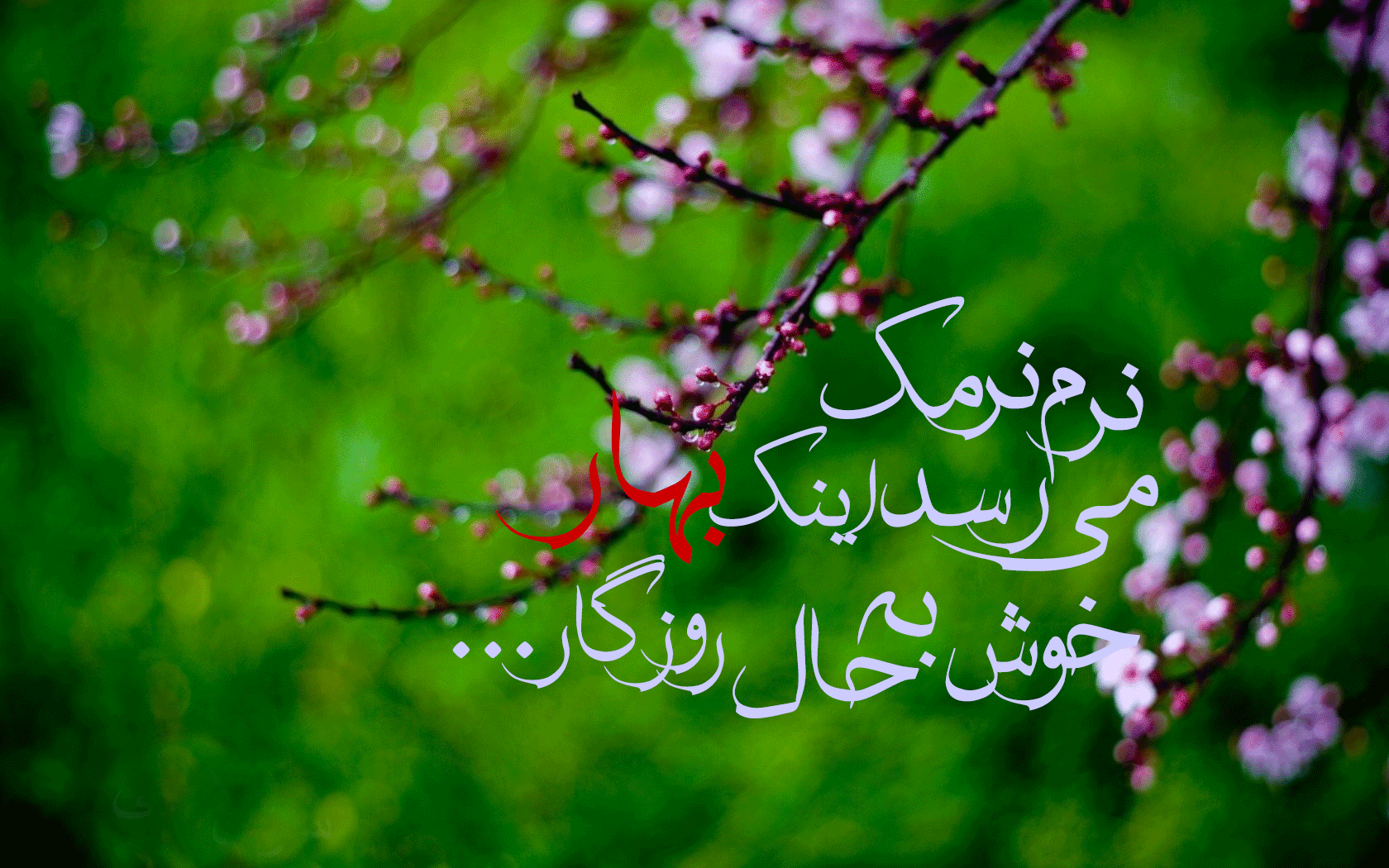 hqsk_twigs-flowers-spring-nature-hd-wallpaper